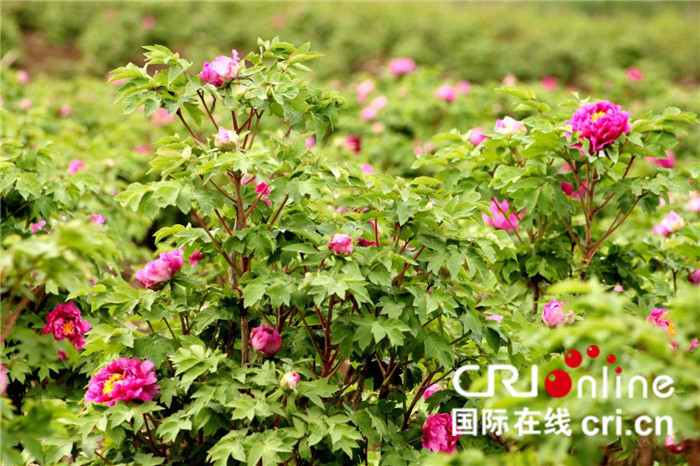 【CRI原創】【十堰】湖北鄖西將舉行首屆牡丹節