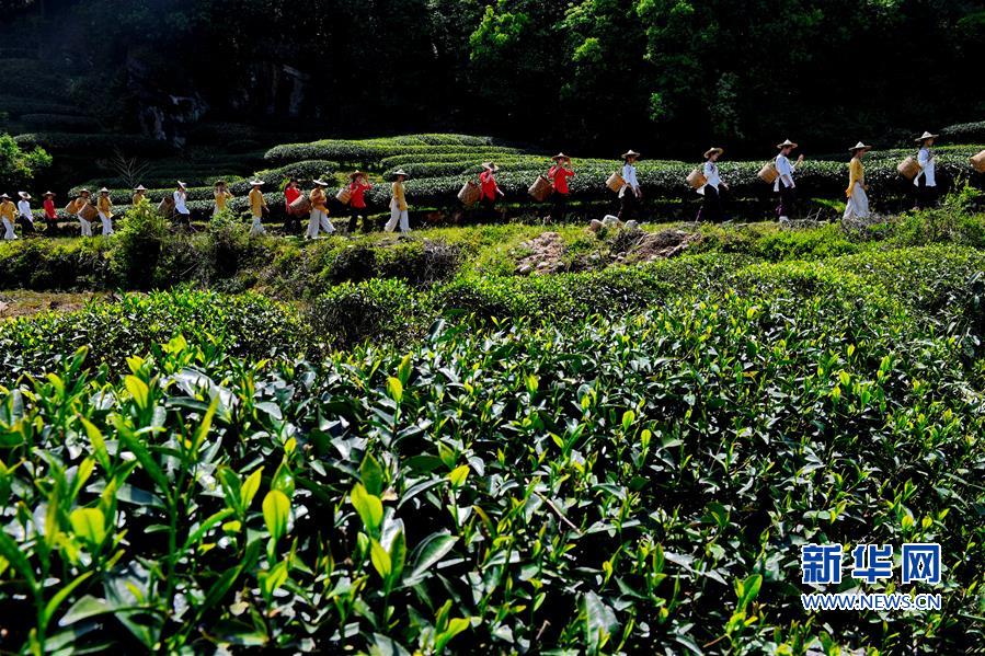 武夷山：“喊山”採茶
