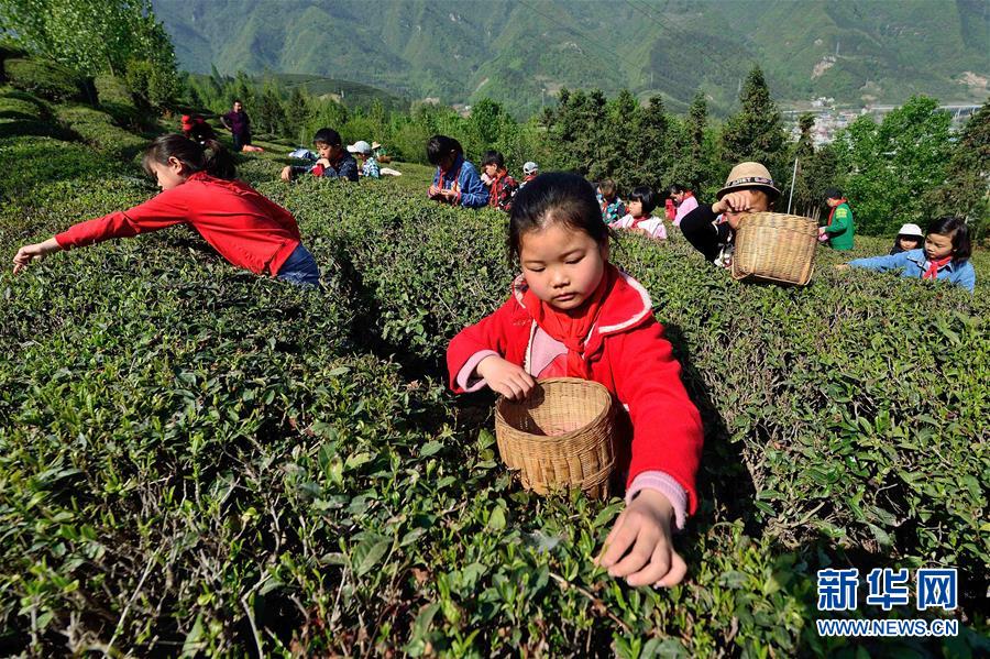 湖北保康：採春茶 學農事