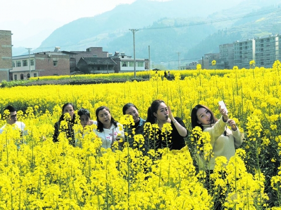 重慶奉節:甲高鎮萬畝油菜花盛放 金色花田引來遊人