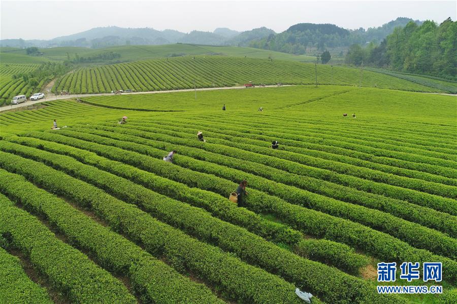 貴州：茶海風光
