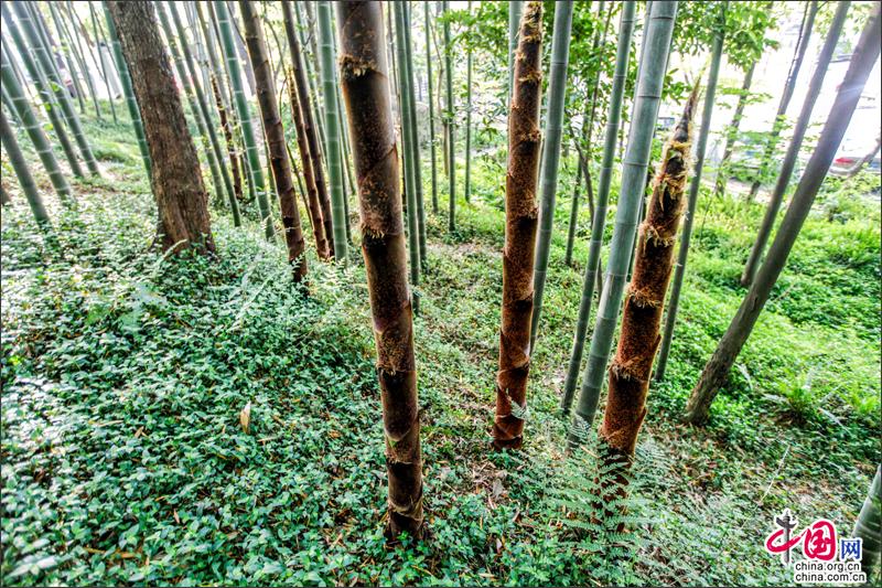 峨眉山竹筍，生命的別樣美麗可吃可賞可悟