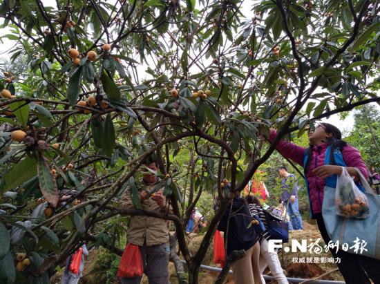 【美食 列表】【滾動新聞】【地市 福州】 福州枇杷種植面積逾10萬畝 永泰枇杷採摘季啟動