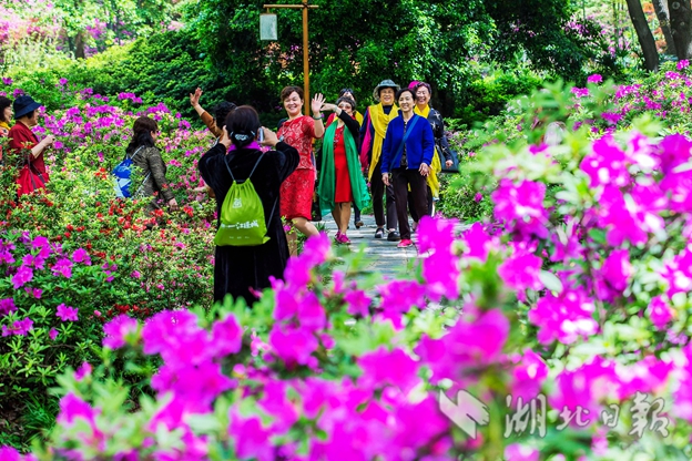 【汽車旅遊】東湖磨山杜鵑園花開正盛