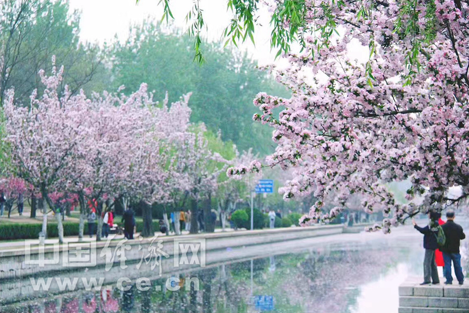 花開似錦 春遊元大都“海棠花溪”