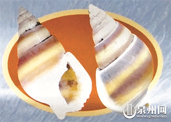 【美食列表】【滾動新聞】織紋螺種類多難辨別需防中毒　建議市民不要食用