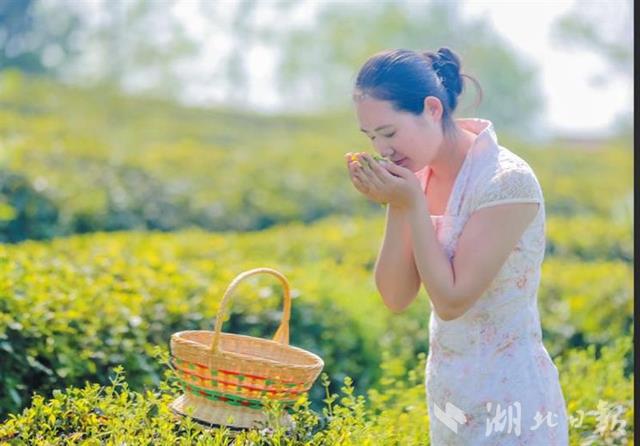 【圖説荊楚】【荊門】【移動版新聞列表】【主頁標題】90後女伢返鄉闖茶場【內容頁標題】創業挺過了三道坎 90後女伢返鄉闖茶場