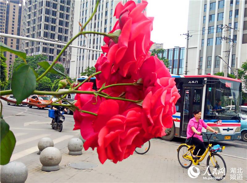 武漢景觀道上花開奇觀：八朵月季同開一枝