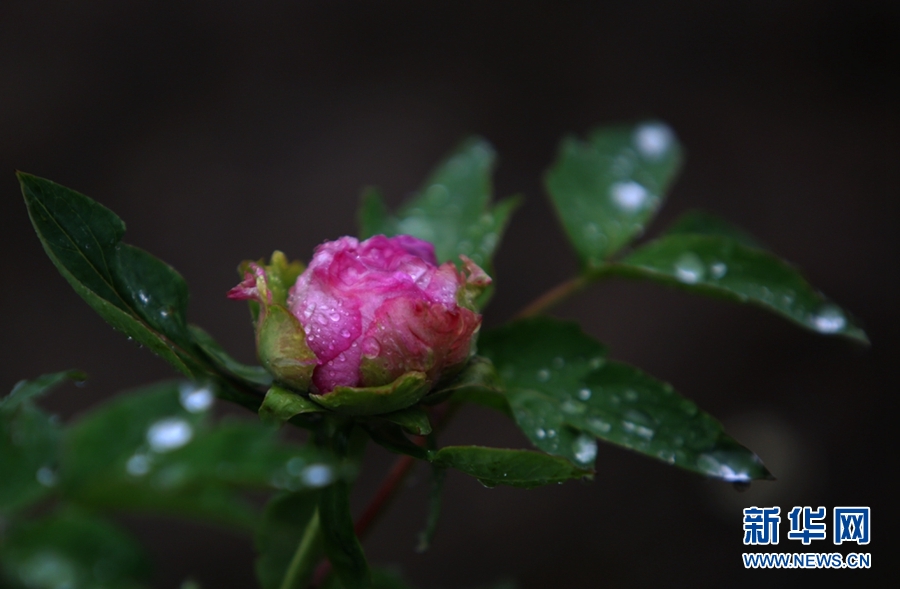 天津：春雨滋潤牡丹嬌