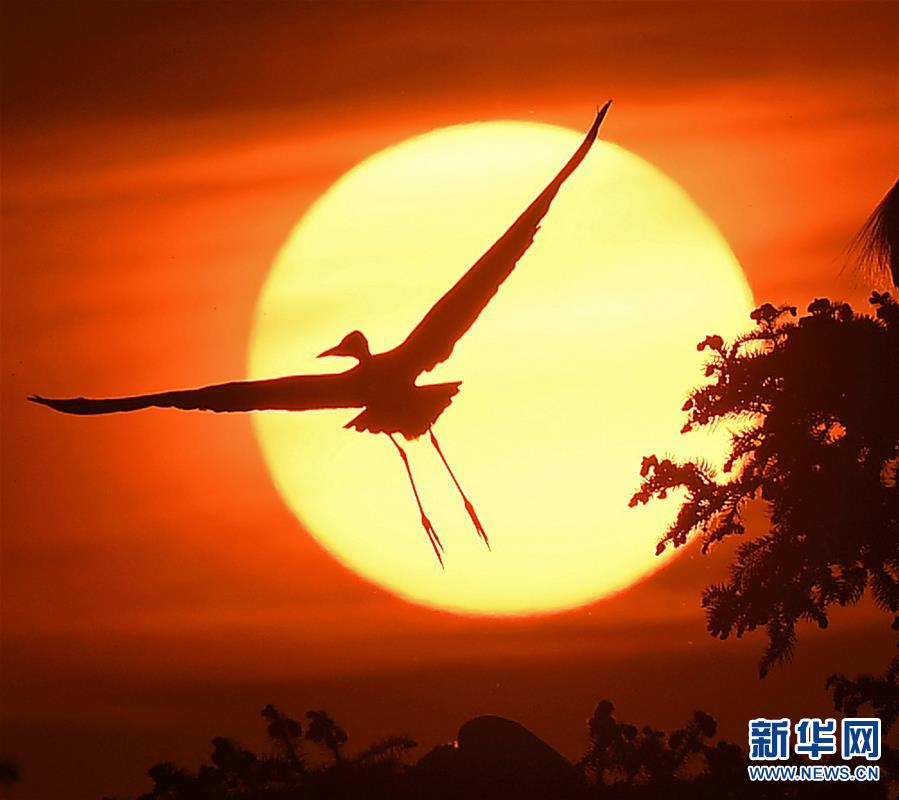 鄱陽湖畔白鷺進入孵化繁殖期