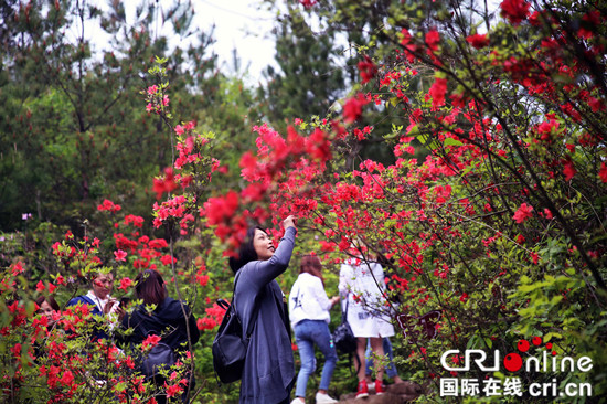 【區縣聯動】【雲陽】【區縣聯動 列表】重慶雲陽：無量山上杜鵑花開