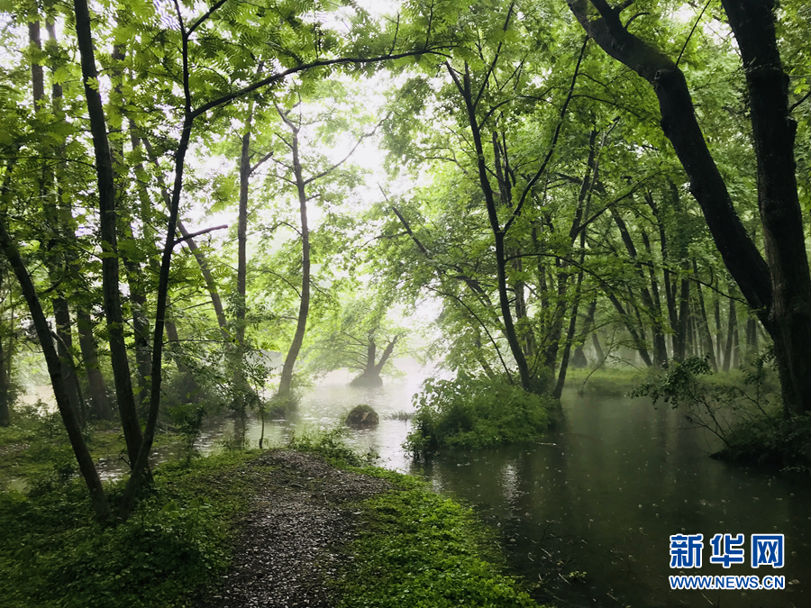 楊柳披綠雨瀟瀟 半煙半雨看溪橋