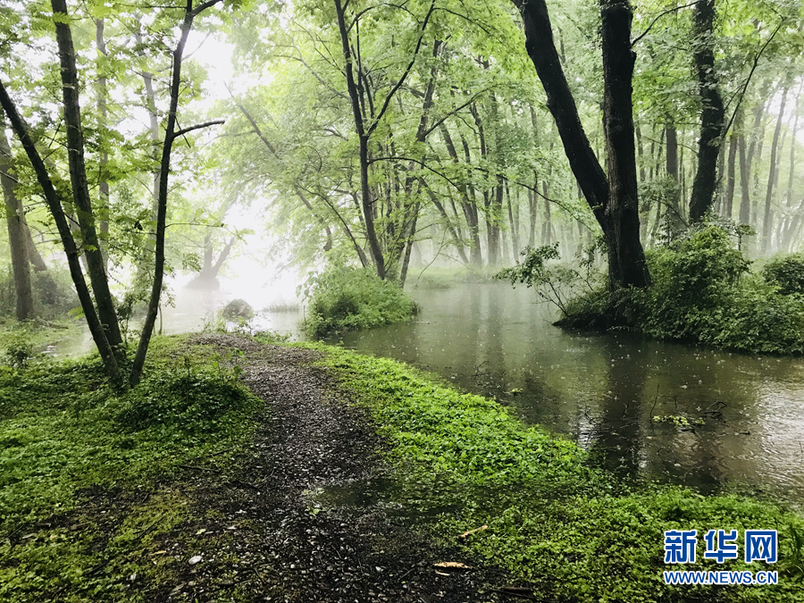 楊柳披綠雨瀟瀟 半煙半雨看溪橋