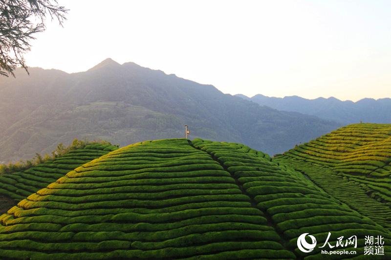 湖北鶴峰：茶山風景入畫來