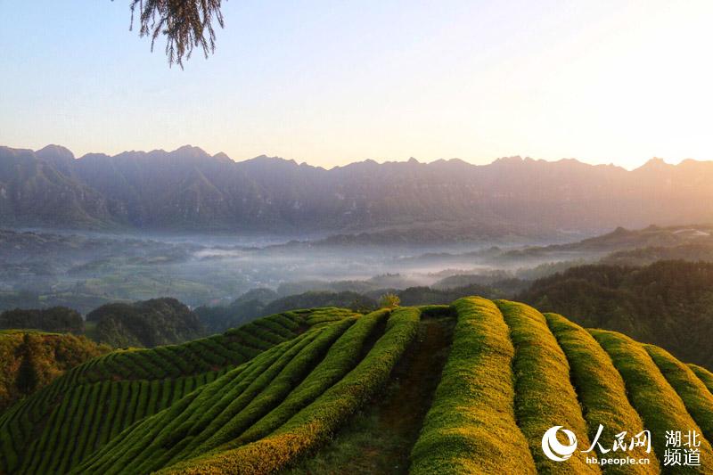 湖北鶴峰：茶山風景入畫來