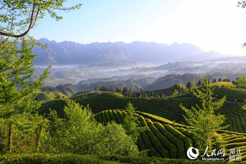 湖北鶴峰：茶山風景入畫來