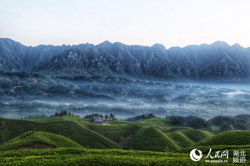 湖北鶴峰：茶山風景入畫來