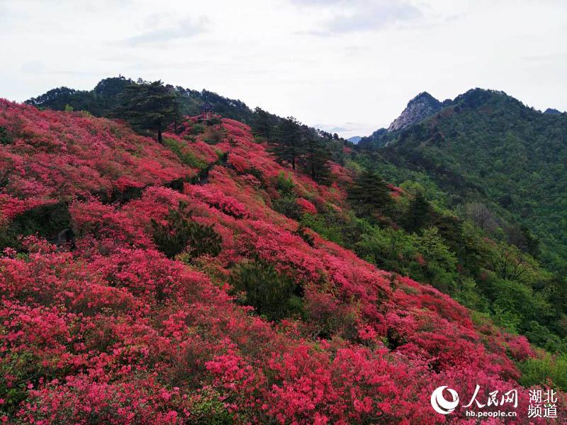 雨後龜峰山 杜鵑更美艷
