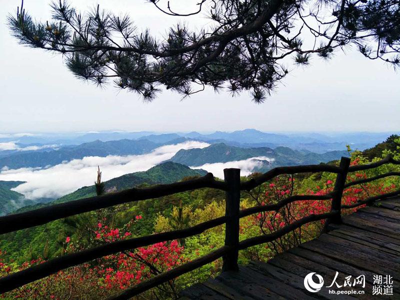 雨後龜峰山 杜鵑更美艷