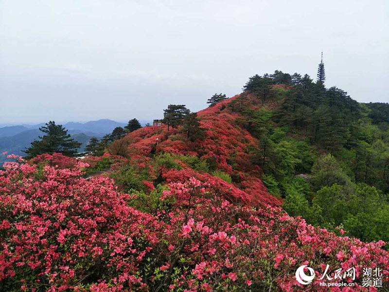 雨後龜峰山 杜鵑更美艷