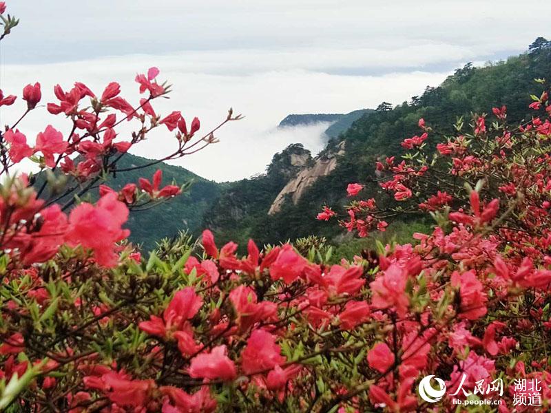雨後龜峰山 杜鵑更美艷