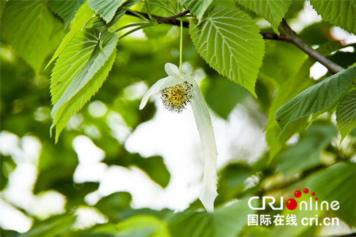 （文末帶摘要）【綠色出行要聞帶列表】宜昌市五峰縣推出10條春夏精品旅遊線路