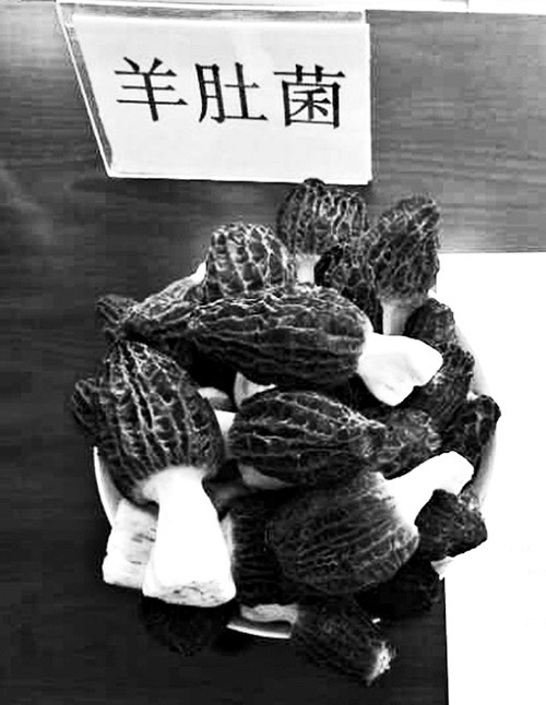 圖片默認標題_fororder_1_副本
