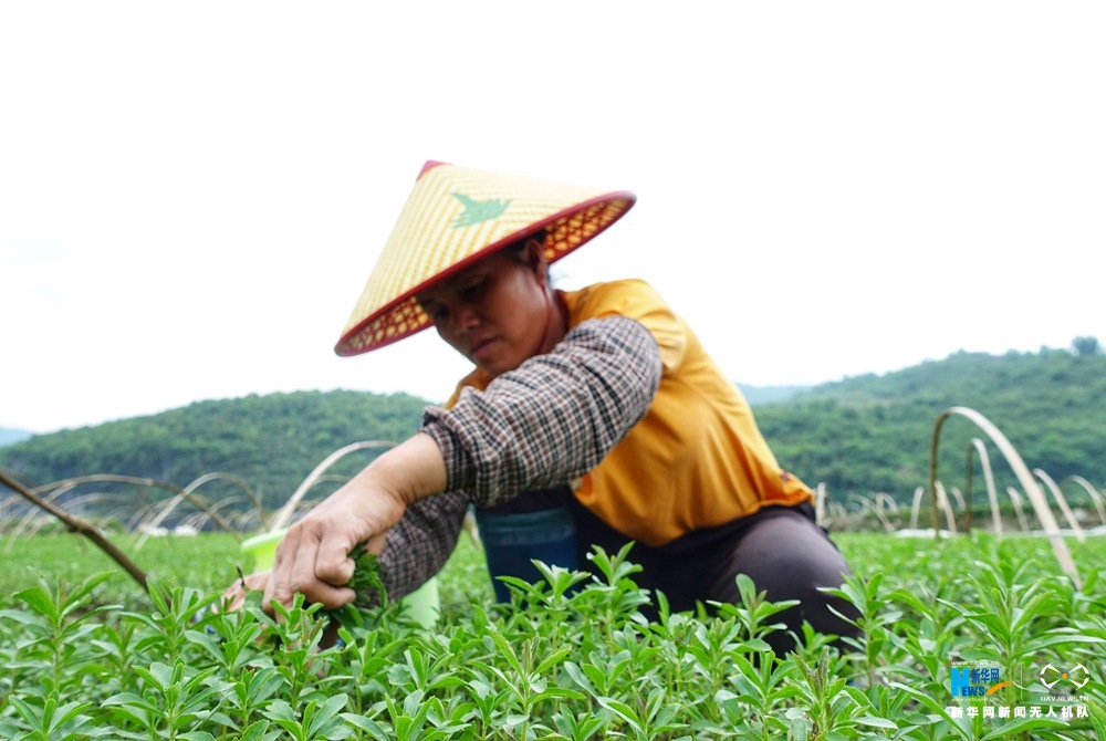 航拍貴州肇興侗寨 秀水青山入畫中