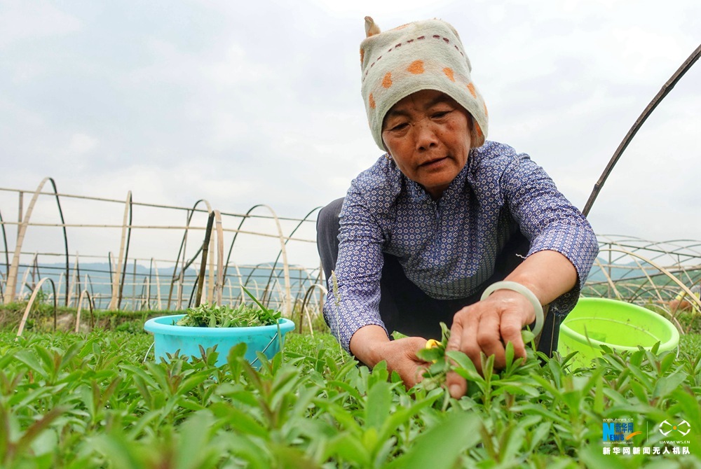 航拍貴州肇興侗寨 秀水青山入畫中