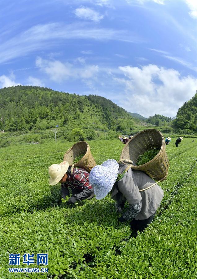 湖北宣恩：茶農“抱團”搶春茶