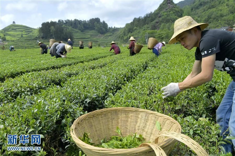 湖北宣恩：茶農“抱團”搶春茶