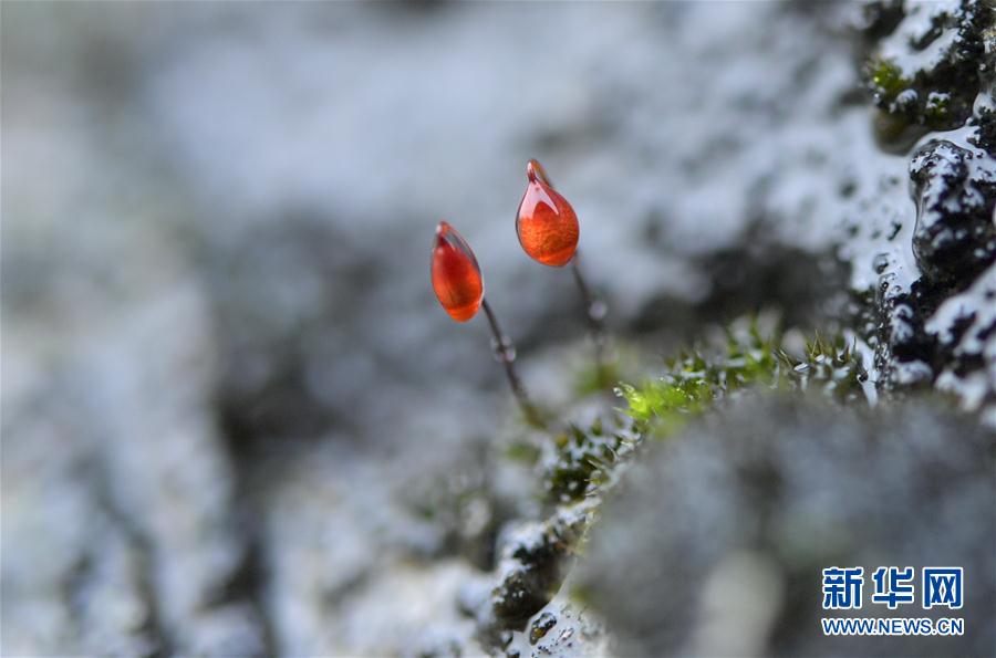 湖北宣恩：土苗山鄉生態美