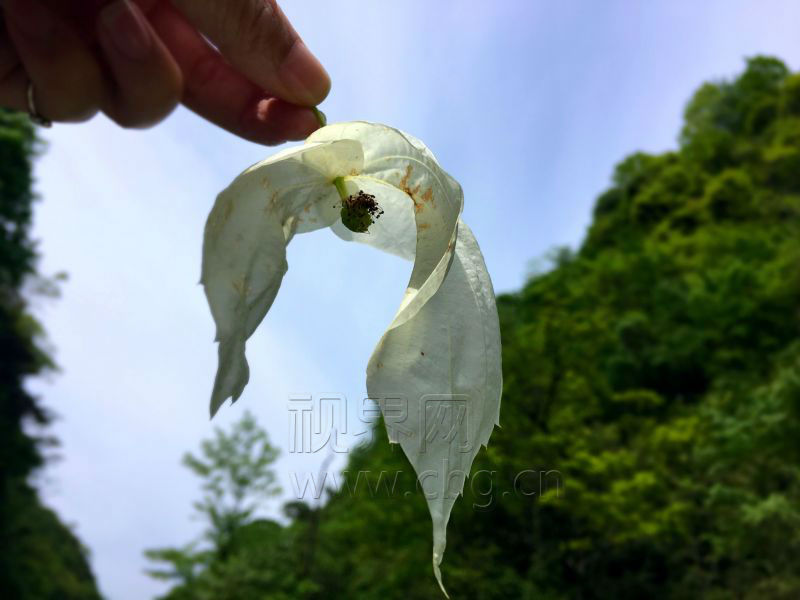 【渝情渝景】城口縣發現大面積野生珙桐群落開花