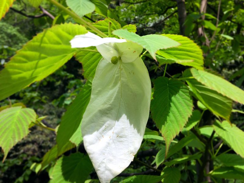 【渝情渝景】城口縣發現大面積野生珙桐群落開花