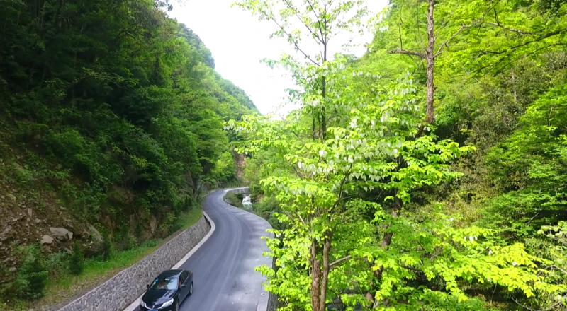 【渝情渝景】城口縣發現大面積野生珙桐群落開花