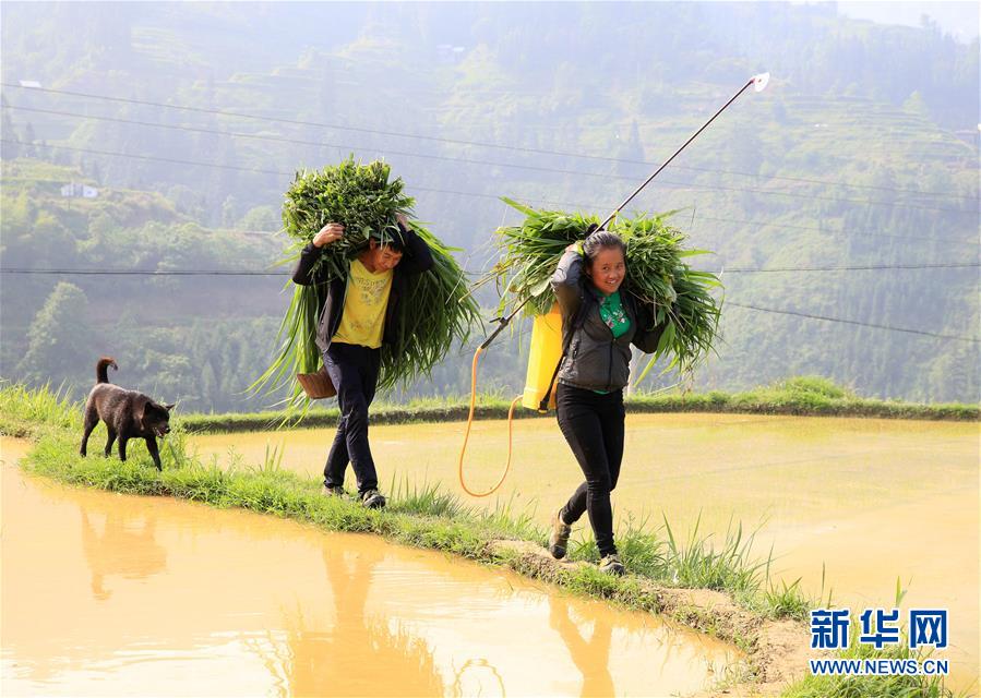 貴州榕江：苗寨迎來開犁節