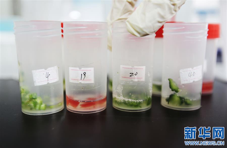 江西全南：探訪高山蔬菜種植地