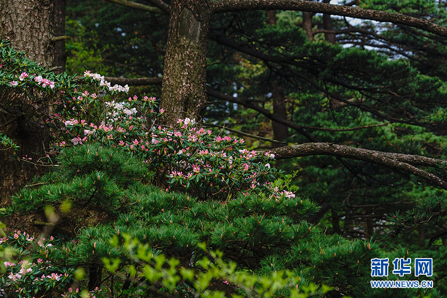 人間四月芳菲盡 深山杜鵑始盛開
