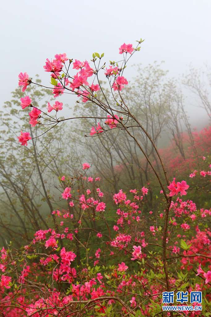 人間四月芳菲盡 深山杜鵑始盛開
