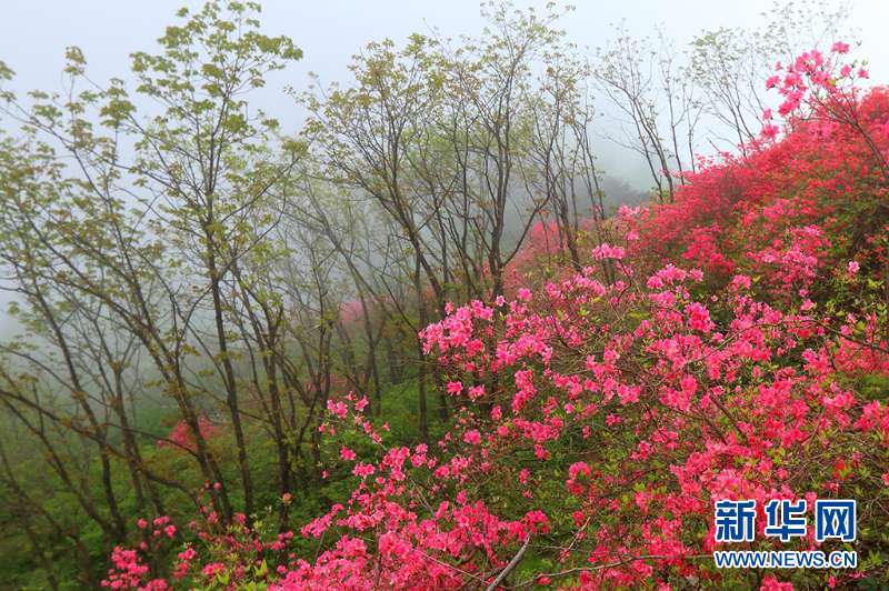 人間四月芳菲盡 深山杜鵑始盛開