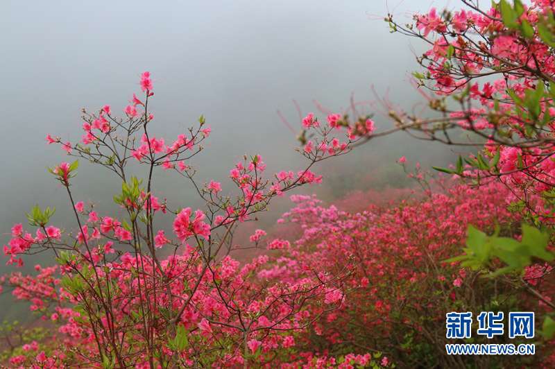 人間四月芳菲盡 深山杜鵑始盛開