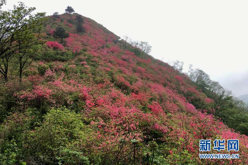 人間四月芳菲盡 深山杜鵑始盛開