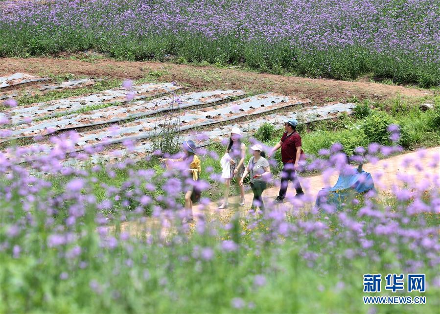 【焦點圖】南寧:田園風光美!馬鞭草和非洲雛菊競相盛放(組圖)
