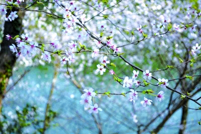 “2018武漢最受國內外遊客喜愛的十大賞花名地”評選活動落幕 十大賞花名地 盡顯“武漢新花城”風采