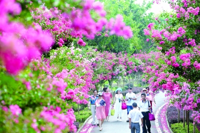 “2018武漢最受國內外遊客喜愛的十大賞花名地”評選活動落幕 十大賞花名地 盡顯“武漢新花城”風采