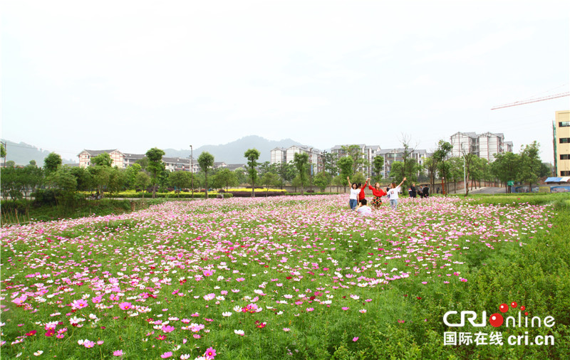 （無邊欄）【渝情渝景】重慶萬盛經開區青年鎮格桑花開引遊人
