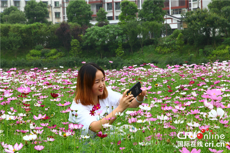 （無邊欄）【渝情渝景】重慶萬盛經開區青年鎮格桑花開引遊人
