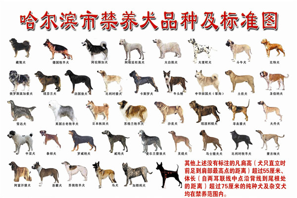 哈爾濱市39種犬只禁養 一戶最多飼養一隻準養犬