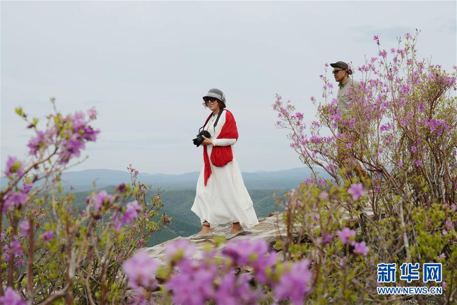 內蒙古阿爾山：杜鵑花開引客來