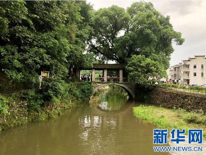 江西：五月浮梁茶飄香